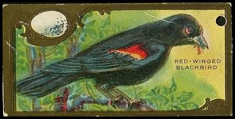 19 Red-Winged Blackbird